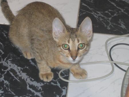 chat